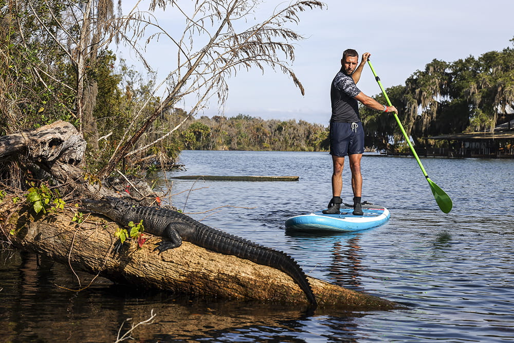 clad in dark clothes a royal navy crew member paddle boards past a basking crocodilian on a forest lined lake